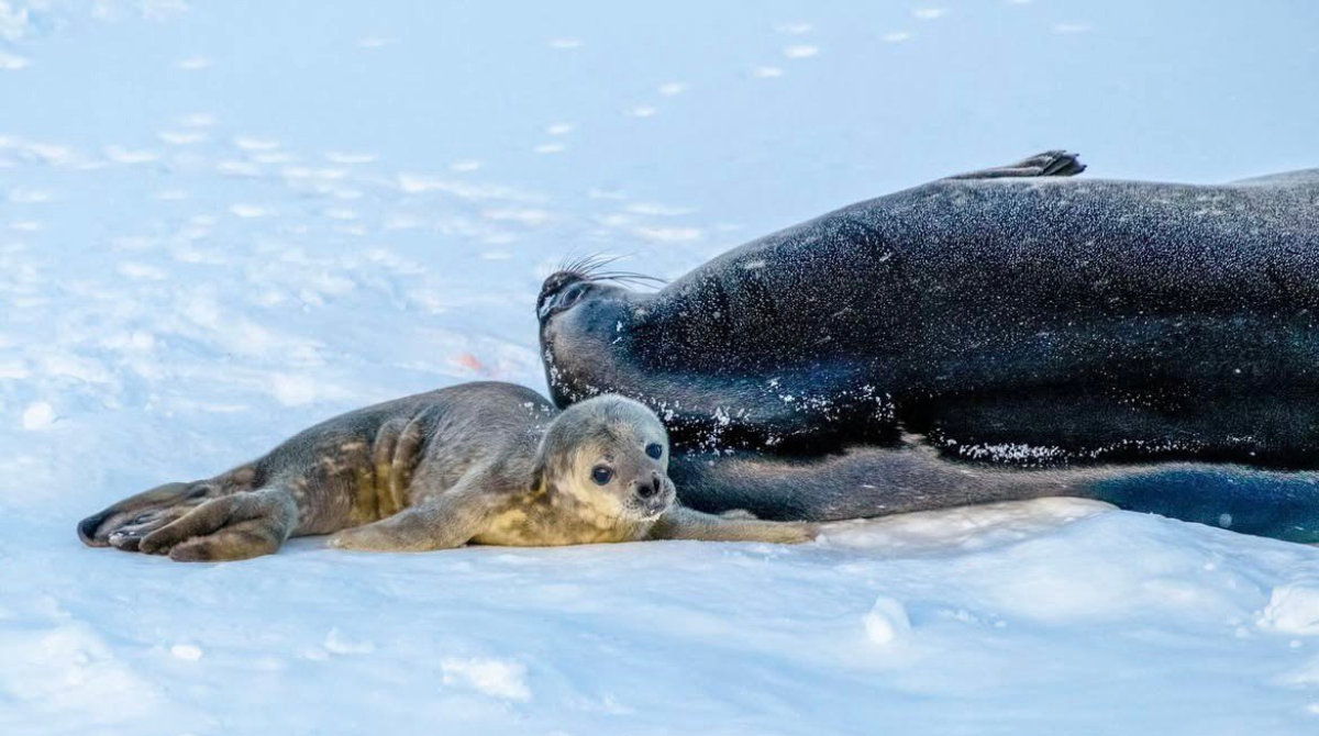 Зустрічайте малюків: тюленятка Ведделла шукають свої перші імена