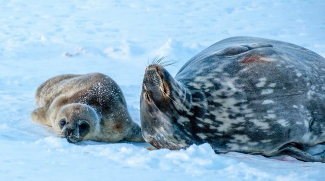 нове сімейство радіє - фото 567043
