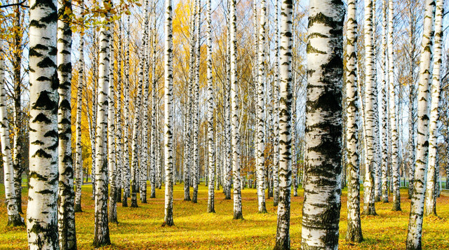 Береза поглинає багато вологи, висушуючи ґрунт навколо - фото 567791