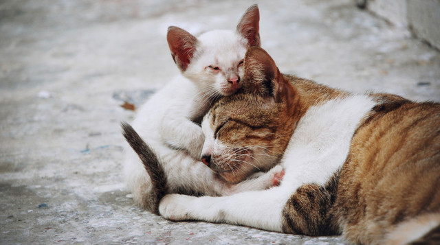 Як уникнути конфліктів між пухнастиками? - фото 569157