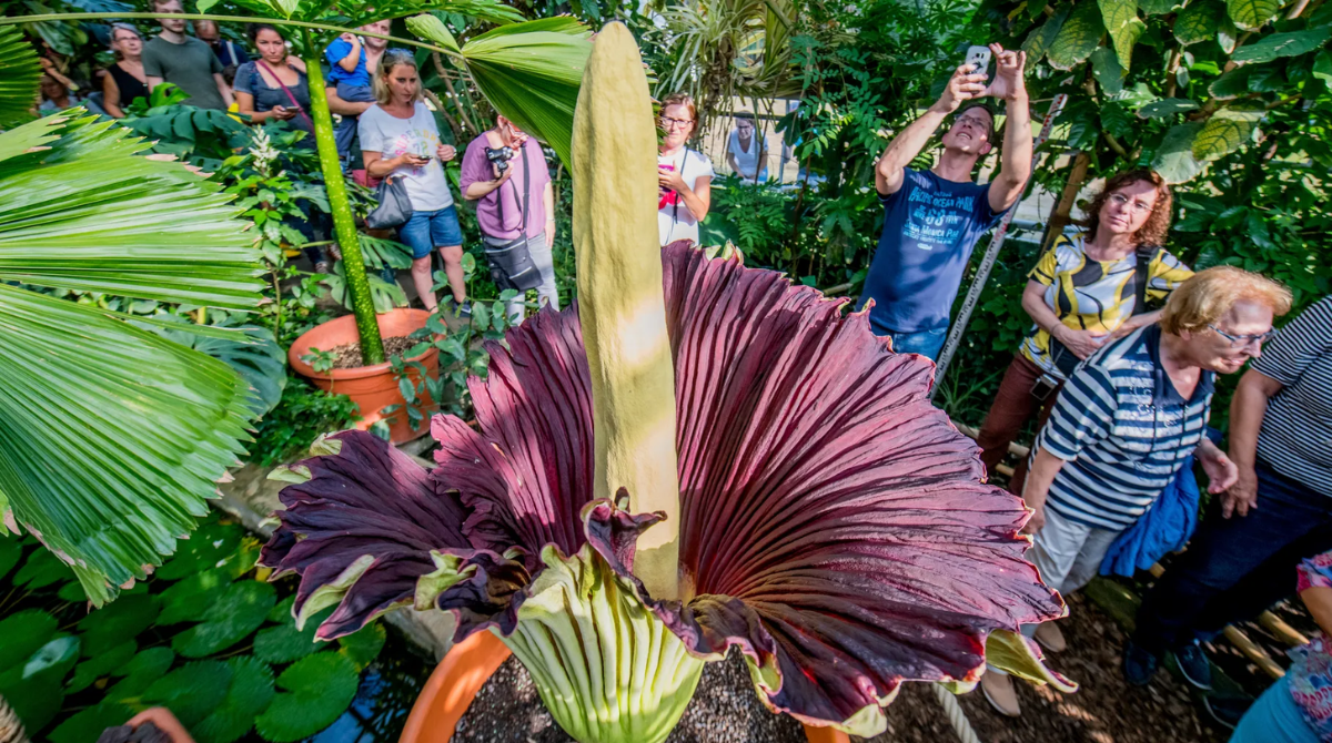 У Німеччині викрали найсмердючішу квітку у світі — “Давида” з ботсаду Дортмунда