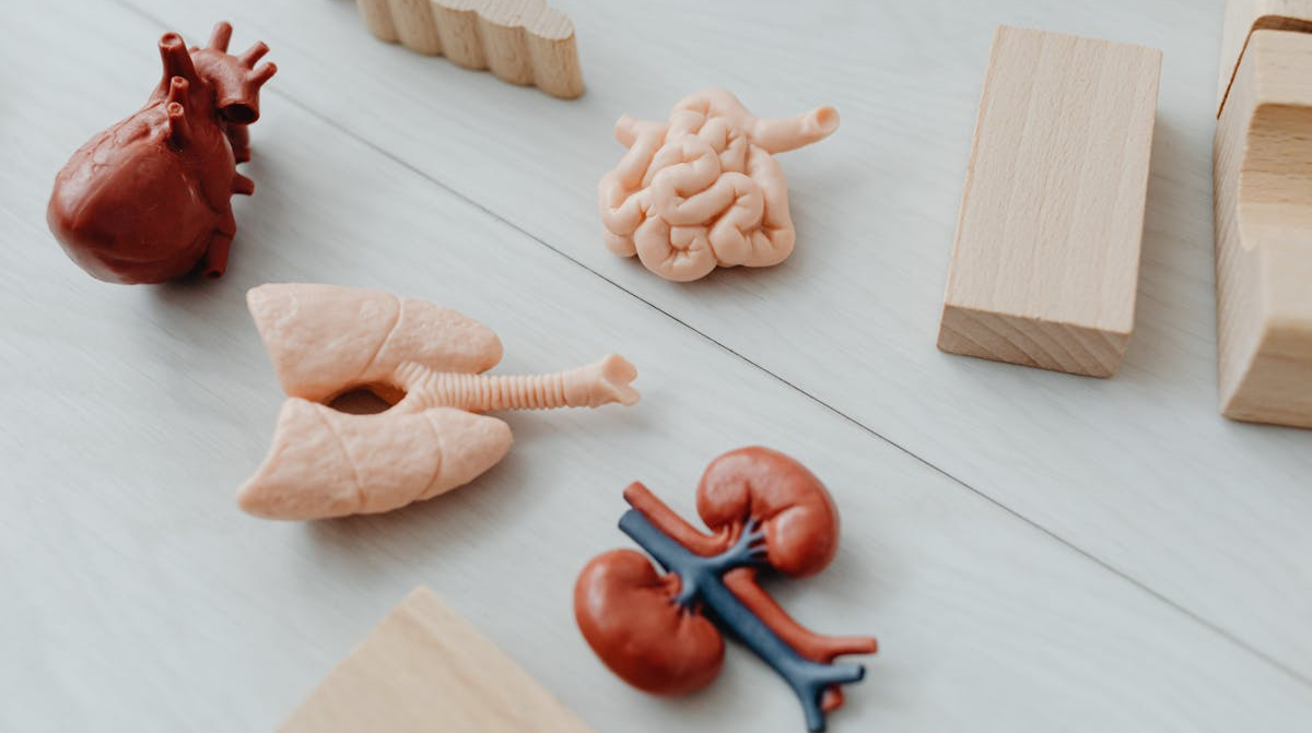 Українська трансплантологія на піку: рекордна кількість пересадок за рік