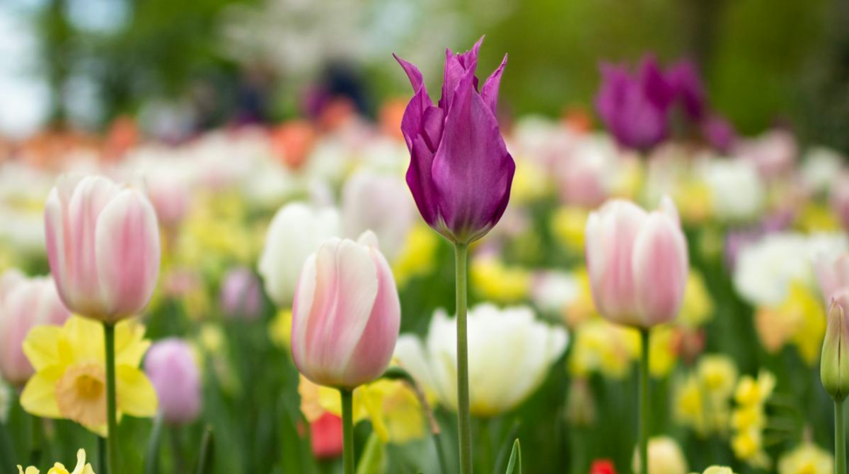 Зробіть весну своїми руками: топ цибулин, які садять восени