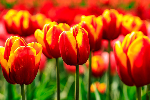 Червоні тюльпани - фото 569553