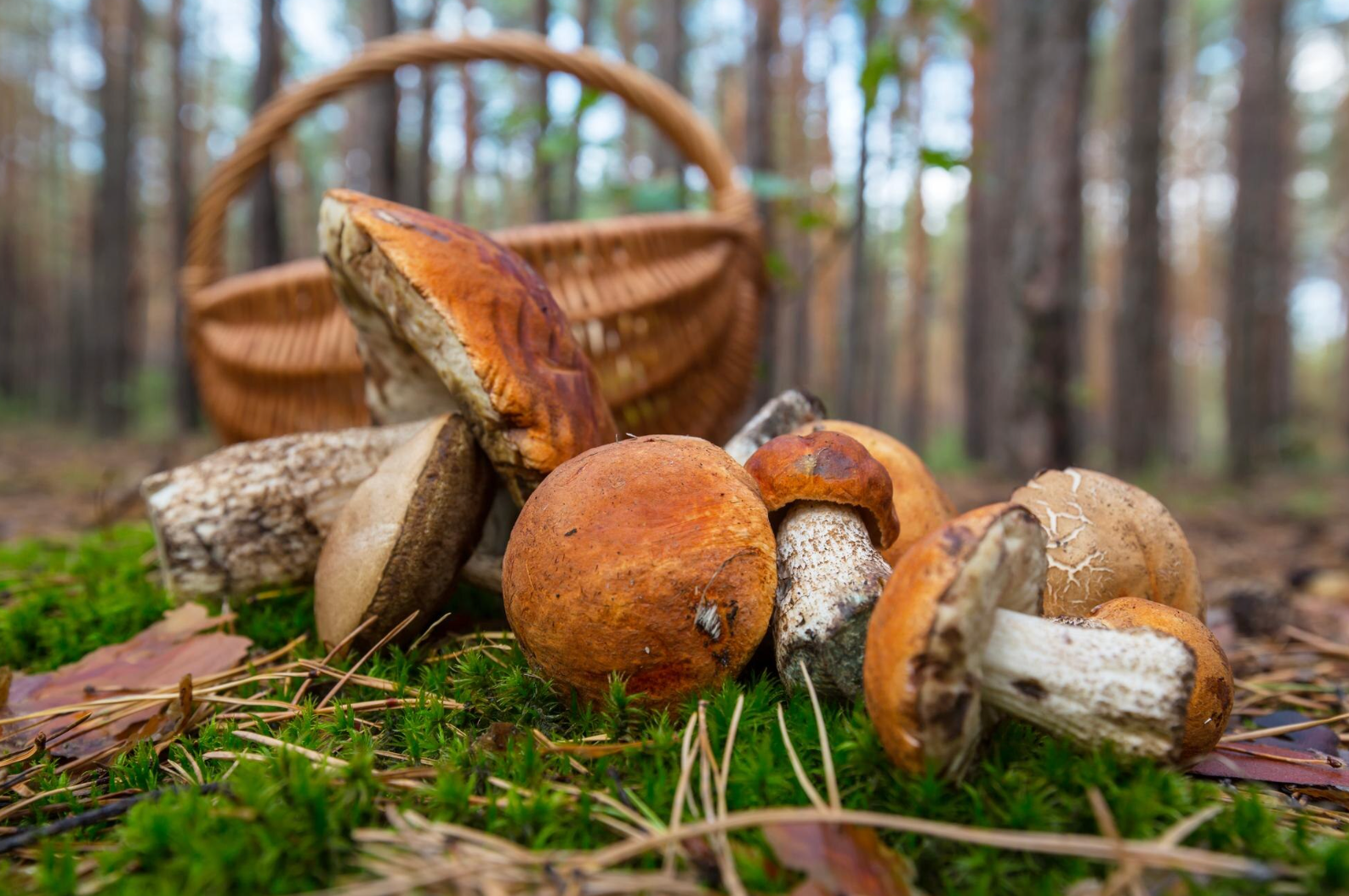 Де в лісі шукати білі гриби - фото 1