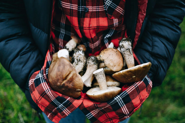 Успіх гарантований: ось сховки, де можна знайти білі гриби у лісі - фото 569987