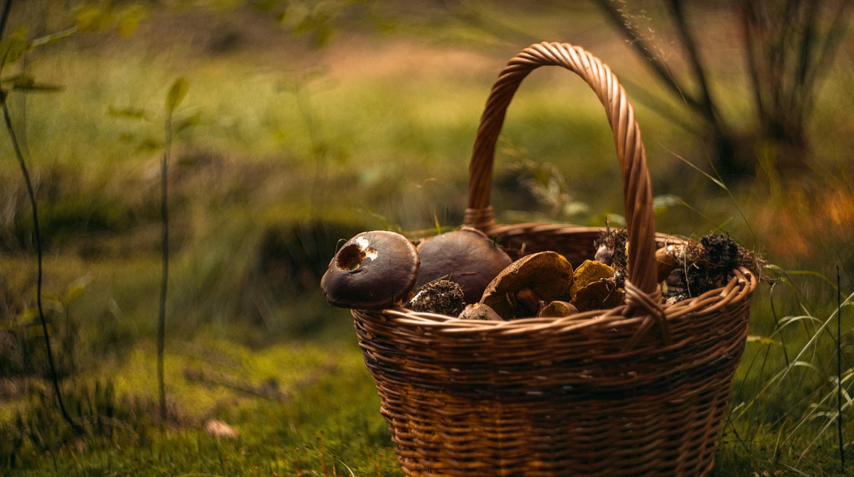 Як безпечно відрізнити отруйні гриби від їстівних – головні ознаки