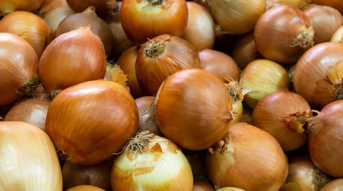 Чим корисна цибуля: головні причини додати її у свій раціон