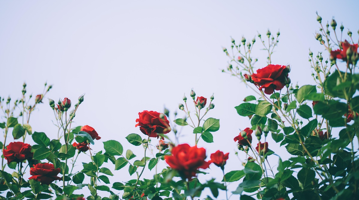 Як підготувати троянди до зими: поради садівникам