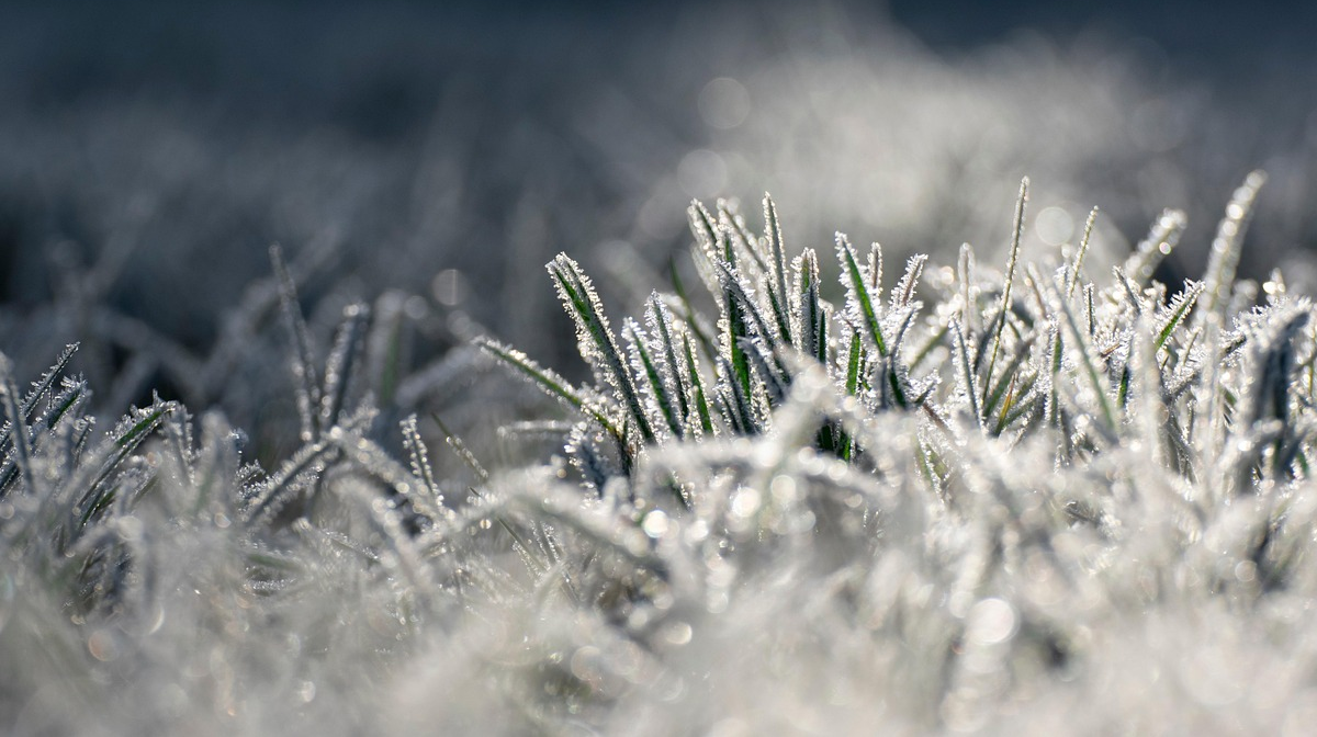 Заморозки повертаються: синоптики попередили, де в Україні температура опуститься до -3°