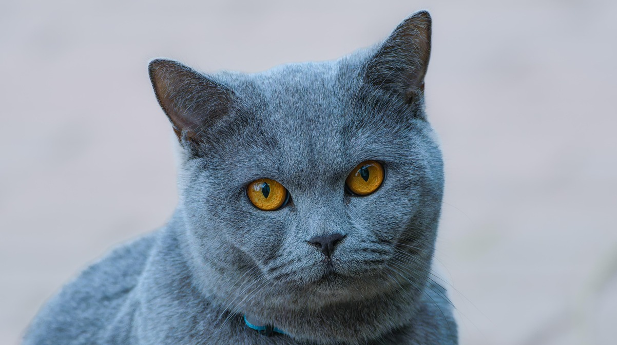 Турбота, яка шкодить: ветеринари пояснили, чому одяг шкодить котам