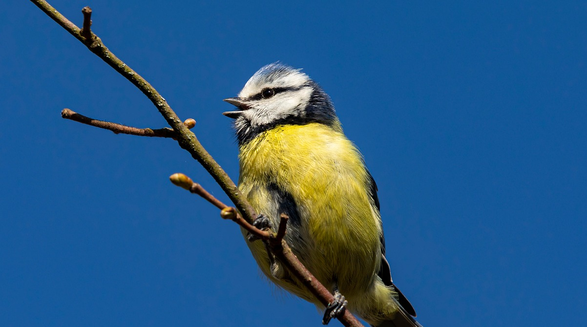 Чим годувати синичок взимку: прості правила, які врятують птахів
