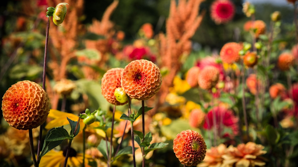 Як зберегти сад узимку: три помилки, через які гинуть рослини
