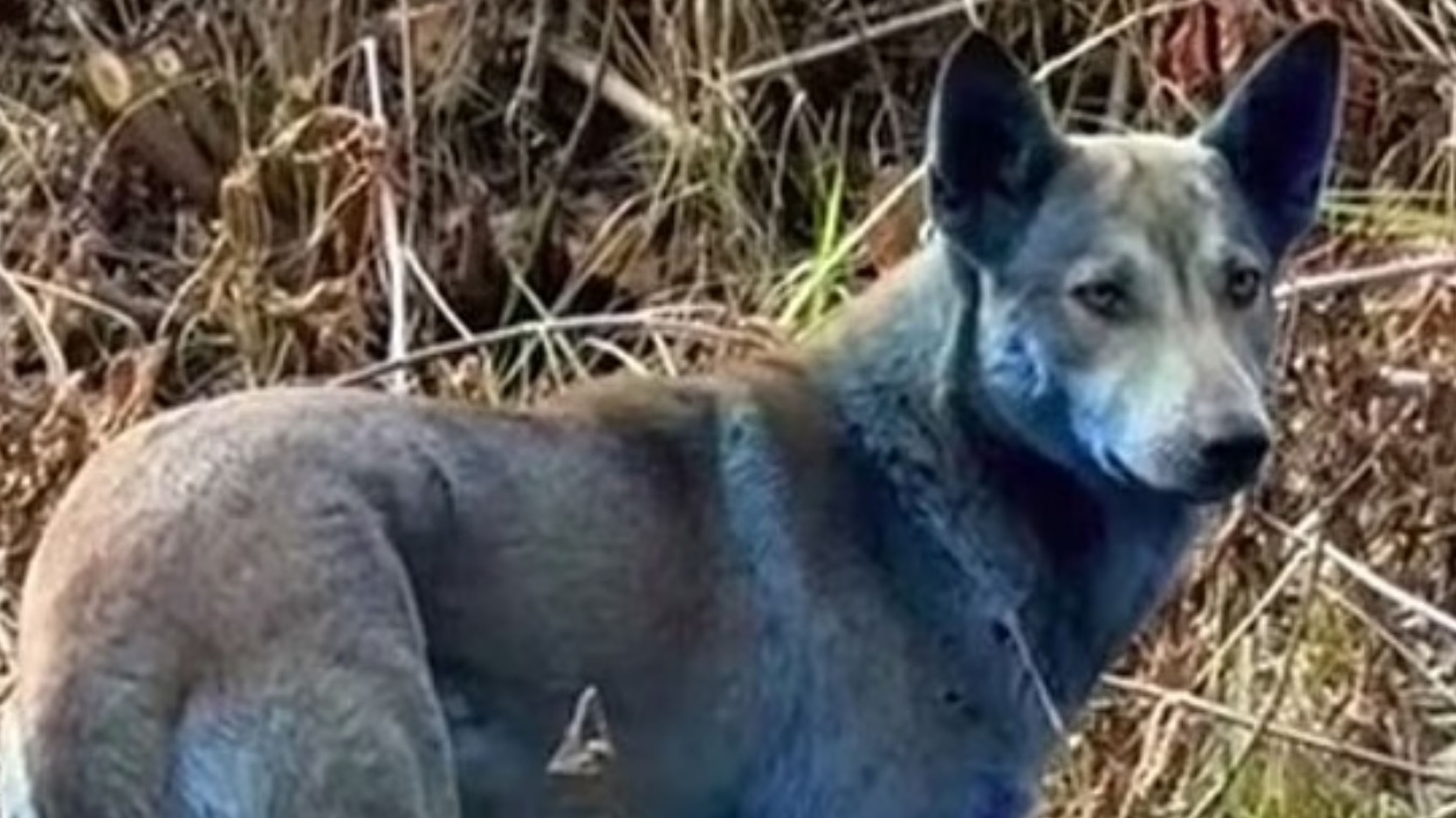 У Чорнобильській зоні з’явилися собаки з синім хутром — волонтери шоковані