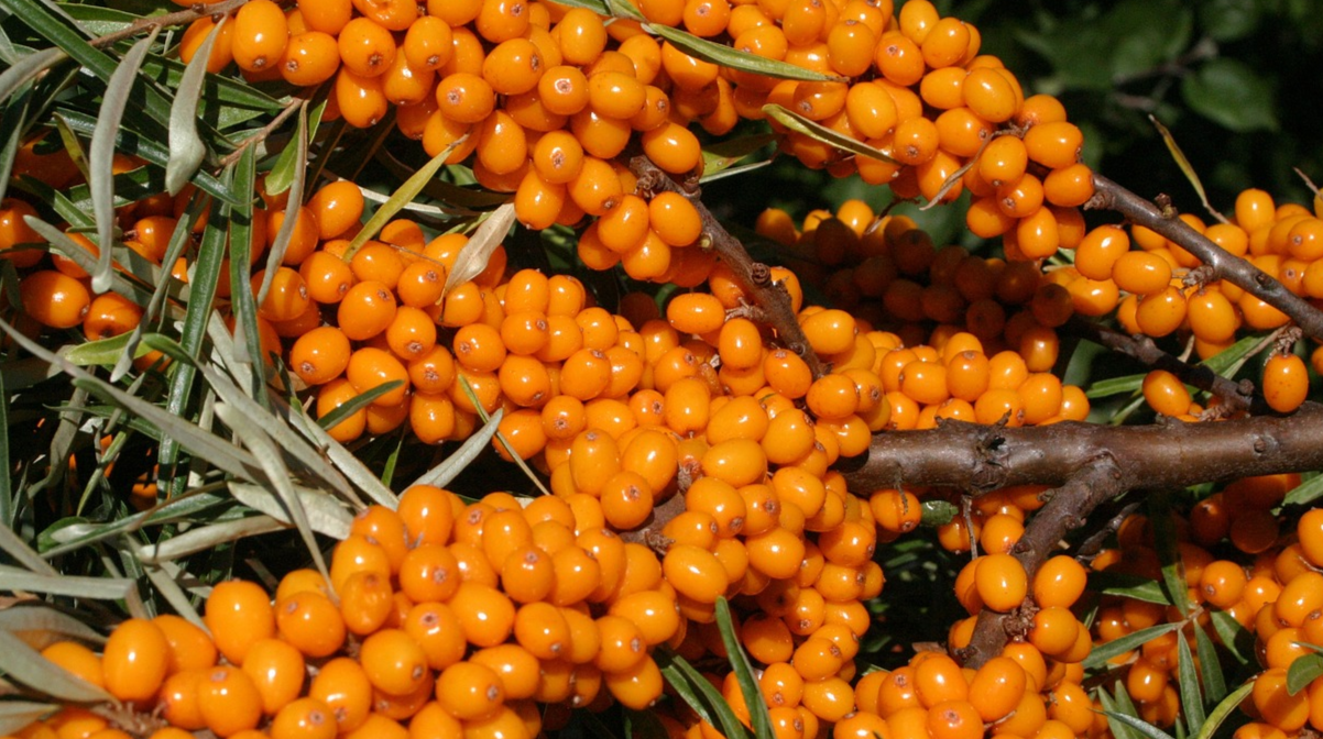 Так обліпиха збереже всі вітаміни: як правильно заготовити ягоди на зиму