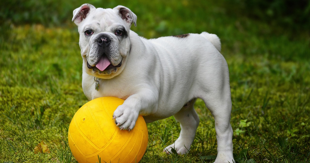 Як узимку вигулювати собаку: скільки мають тривати прогулянки, пояснила ветеринарка