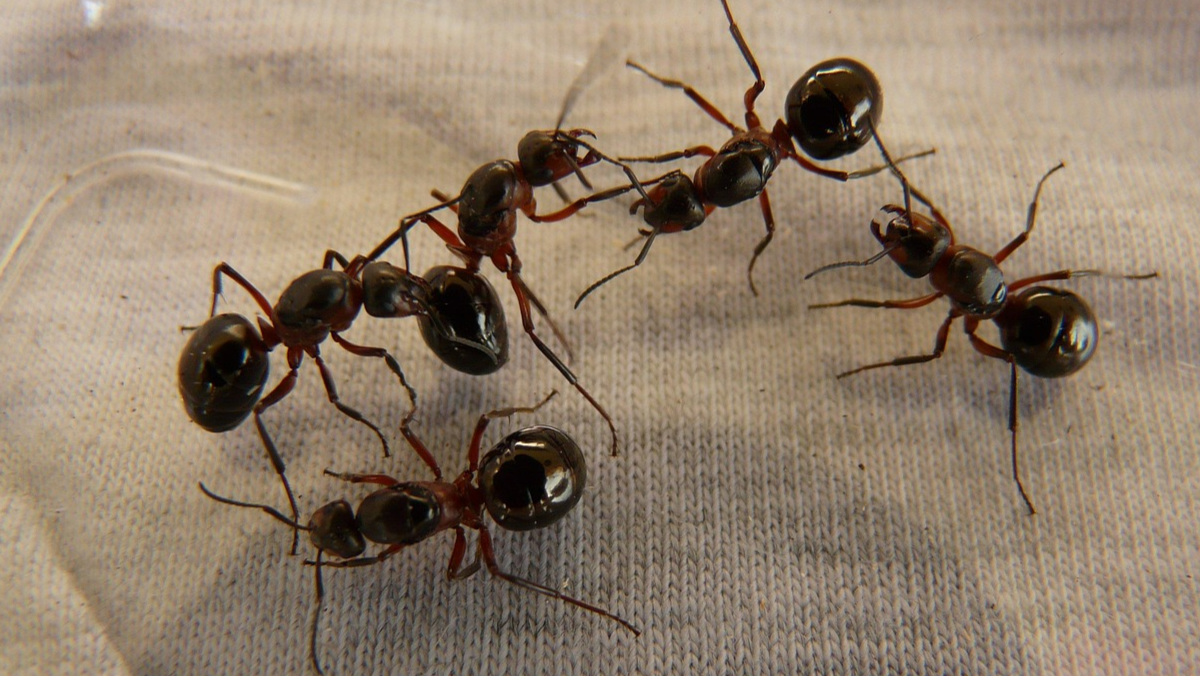 Як узимку позбутися мурах у квартирі: прості народні засоби, які справді працюють