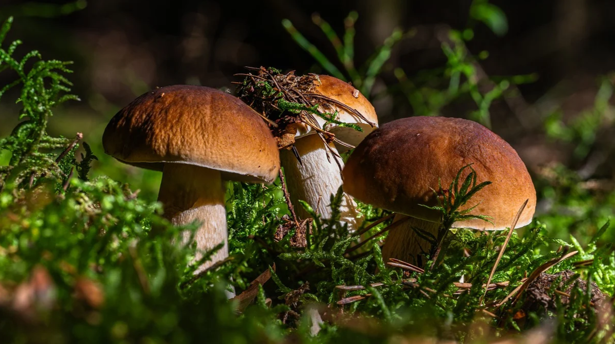 Як зібрати багато білих грибів: поради міколога та важливі застереження