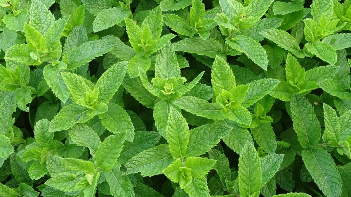 М’ята у господарстві - фото 1