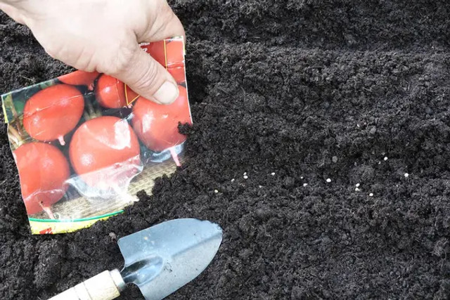 Що можна сіяти на городі в листопаді, навіть якщо землю вже присипало снігом - фото 573788