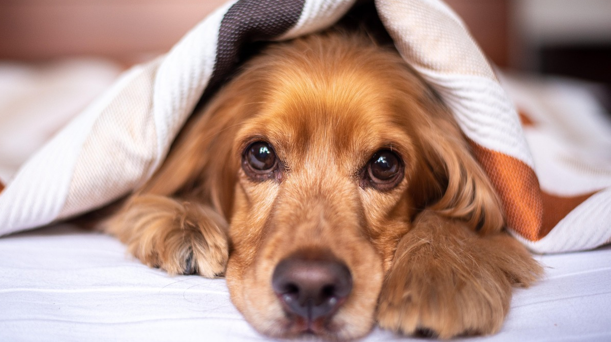 Як захистити собаку від стресу під час обстрілів: поради ветеринарів, які врятують нерви