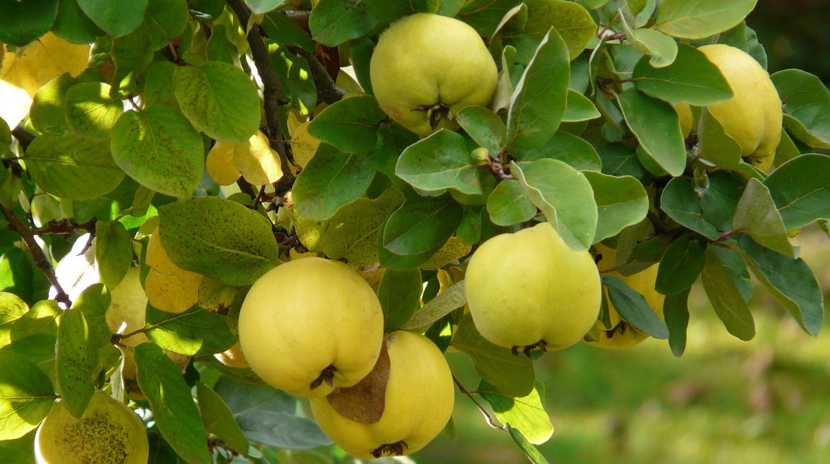 Цукати з айви – як приготувати домашні ласощі без шкоди для здоров’я