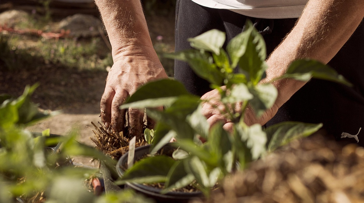 Що посіяти в листопаді – ці культури дадуть ранній урожай навесні