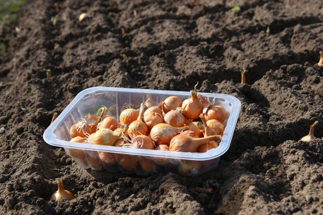 Що посіяти в листопаді – ці культури дадуть ранній урожай навесні - фото 573932