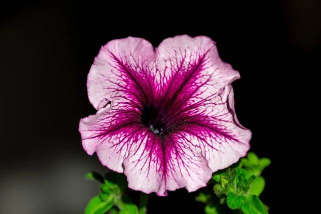 Що посіяти в листопаді – ці культури дадуть ранній урожай навесні - фото 573933