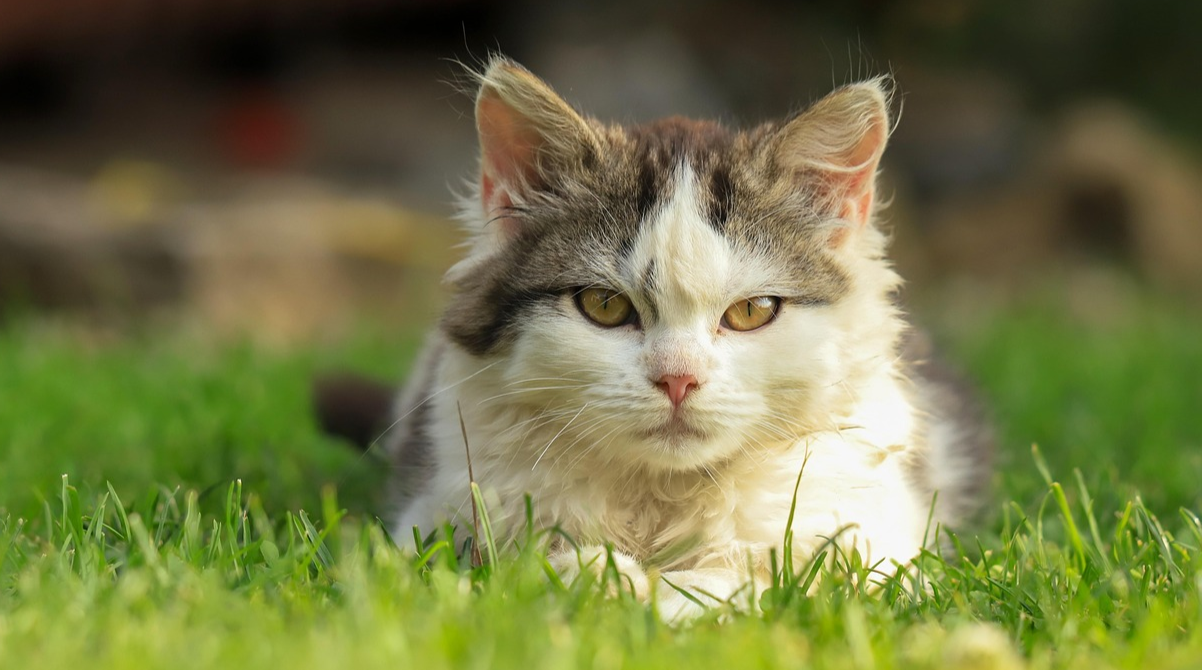Як коти показують свою любов - фото 1
