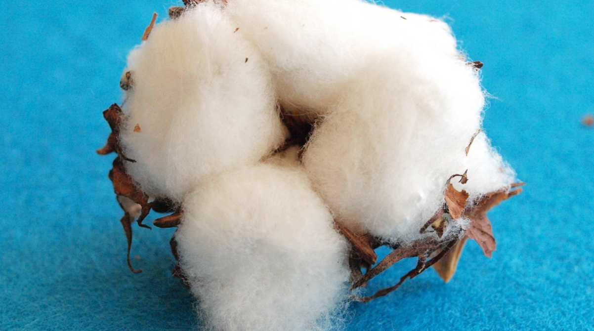 Навіщо в листопаді розкладати ватні кульки в оселі: простий лайфхак, який допоможе кожному