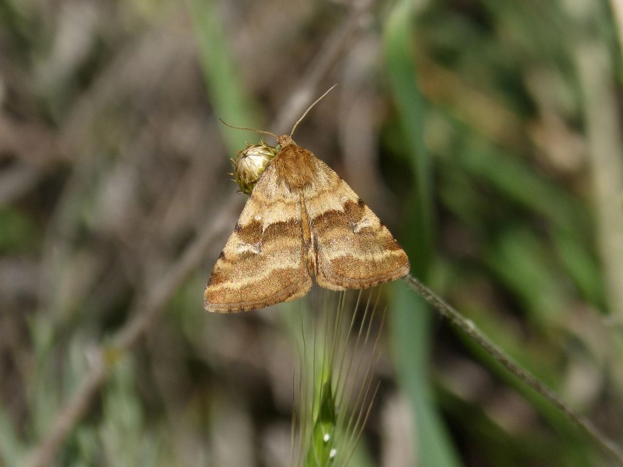 Фруктова міль на кухні: прості способи, які допоможуть позбутися непроханих комах