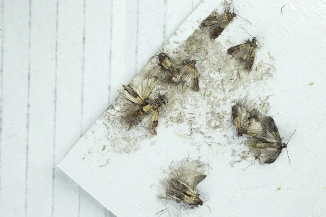 Фруктова міль на кухні: прості способи, які допоможуть позбутися непроханих комах - фото 574471