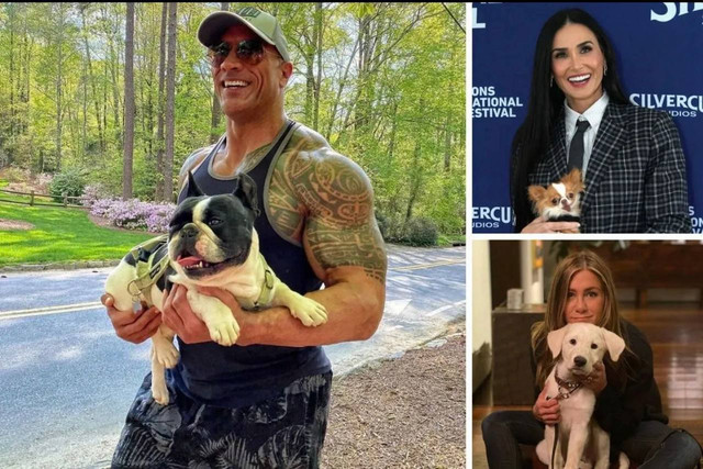 Домашні улюбленці зірок, які схожі на своїх господарів: милі фото до Дня домашніх тварин - фото 574948