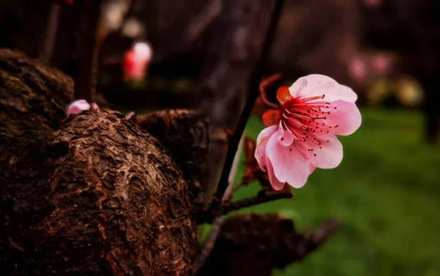 Ворожіння на День великомучениці Варвари: як дізнатися свою долю - фото 575883