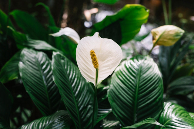 Поставте ці вазони у спальні чи ванній – і назавжди забудете про грибок і цвіль узимку - фото 576786