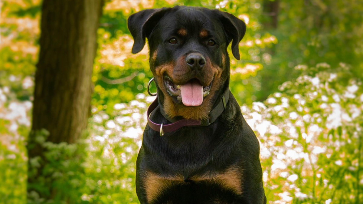 До 60% літніх собак можуть мати деменцію: що варто знати власникам