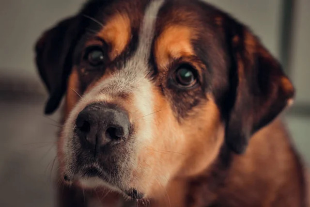 До 60% літніх собак можуть мати деменцію: що варто знати власникам - фото 580803