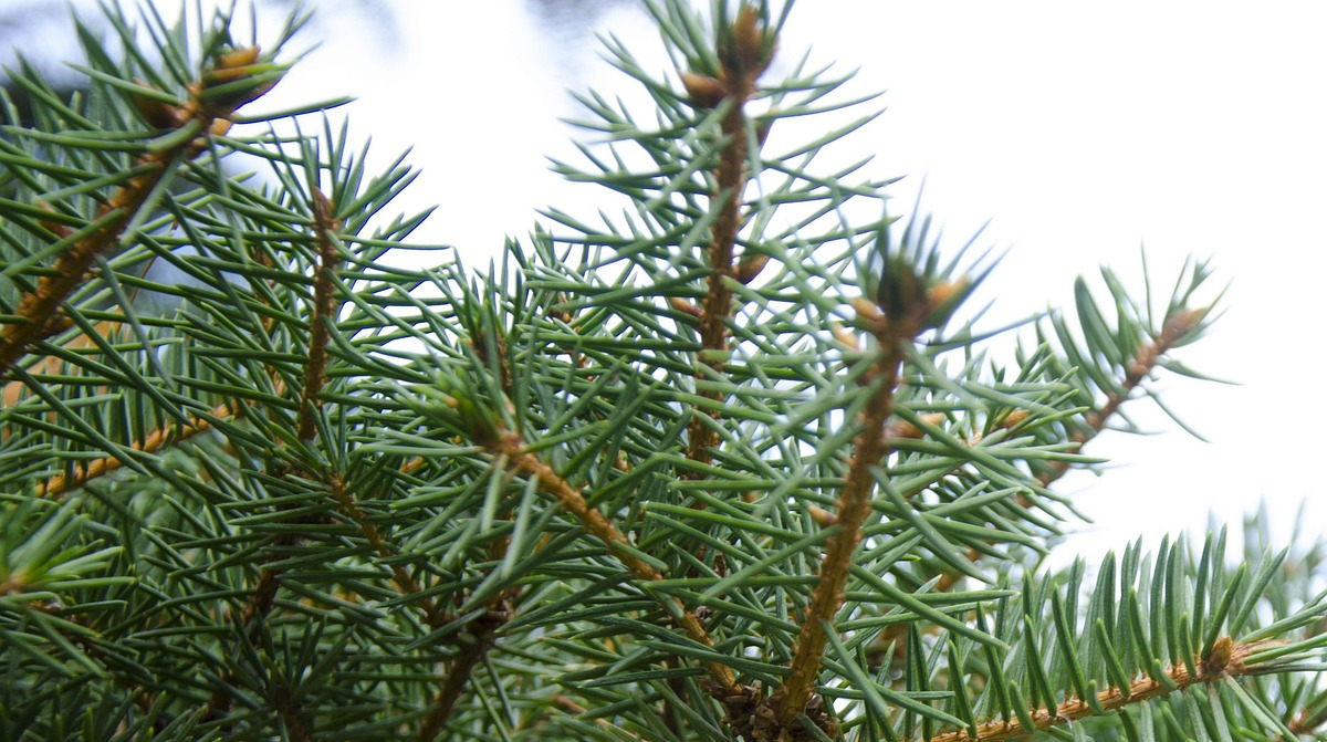 Яке новорічне дерево варто обрати для ялинки - фото 1