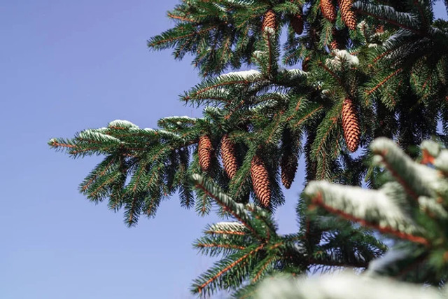 Яке новорічне деревце найдовше не обсипається в приміщенні: ялинка, сосна чи смерека - фото 580874