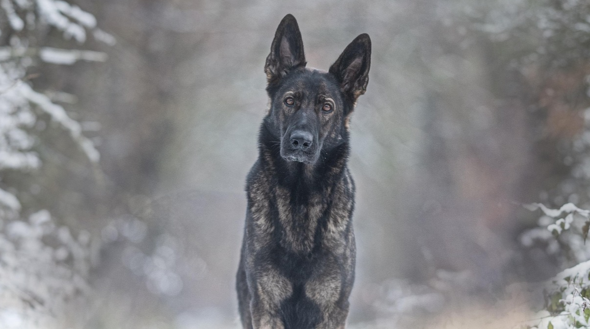 До якої температури повітря можна вигулювати собак - фото 1