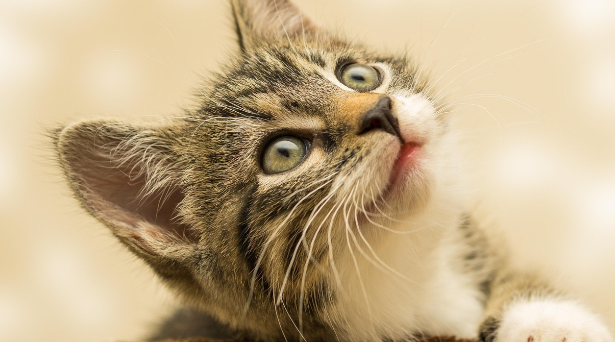 Чому котиків не можна брати на руки - фото 1