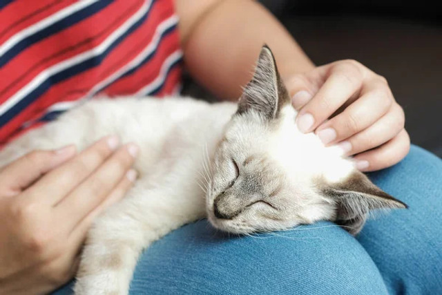 90% людей цього не враховують: чому коти не люблять, коли їх беруть на руки - фото 581203