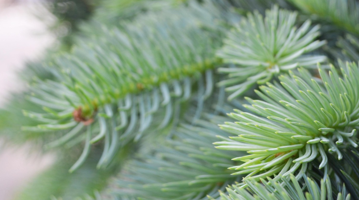 Яка різдвяна ялинка шкодить планеті більше - фото 1