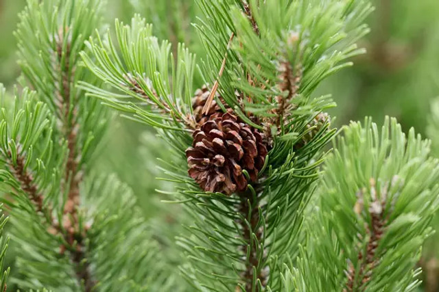 Не така вже й екологічна: яка різдвяна ялинка шкодить планеті більше - фото 581206