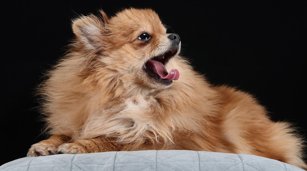 Різдвяні ласощі можуть нашкодити улюбленцю: які продукти небезпечні для собак