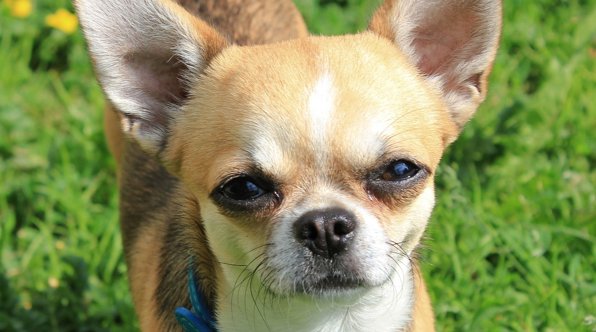 Чому собака гучно "зітхає" після відпочинку - фото 1