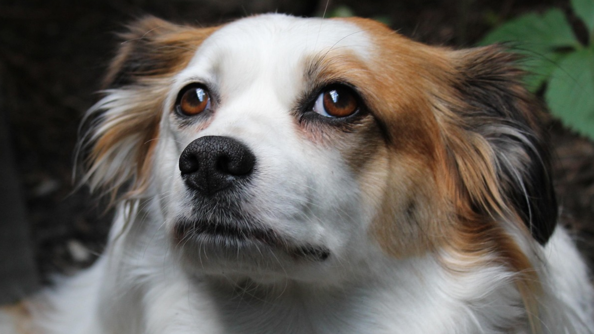 Чому собаки гризуть туалетний папір - фото 1