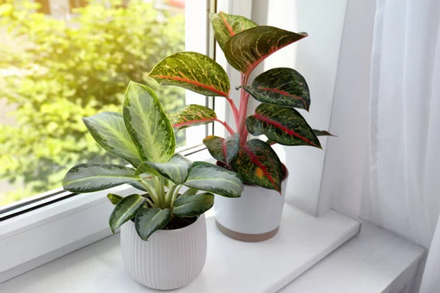 Чому не варто виливати воду після картоплі: 4 корисні способи застосування в домі - фото 583140