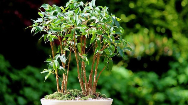 Фікус - фото 583818